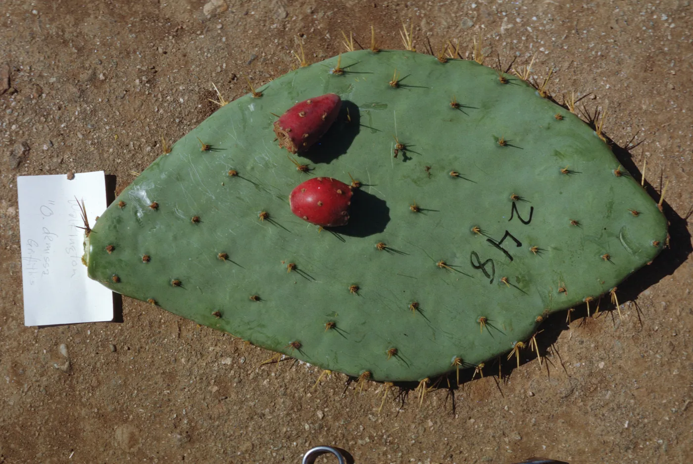  Opuntia demissa, Santa Catalina Island