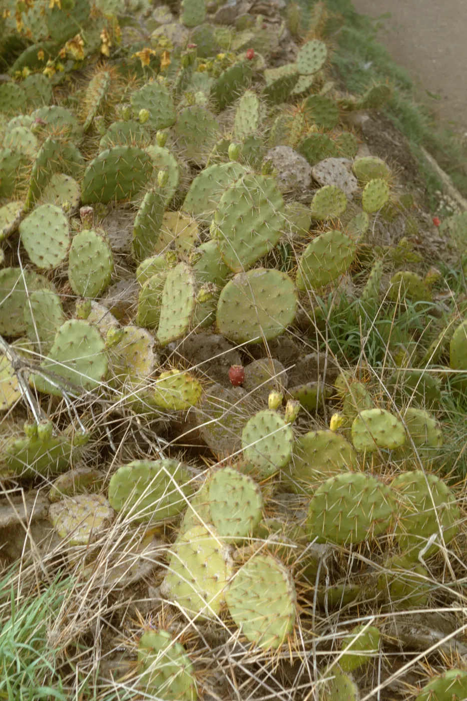 Opuntia (Prickly-pear), Santa Catalina Island