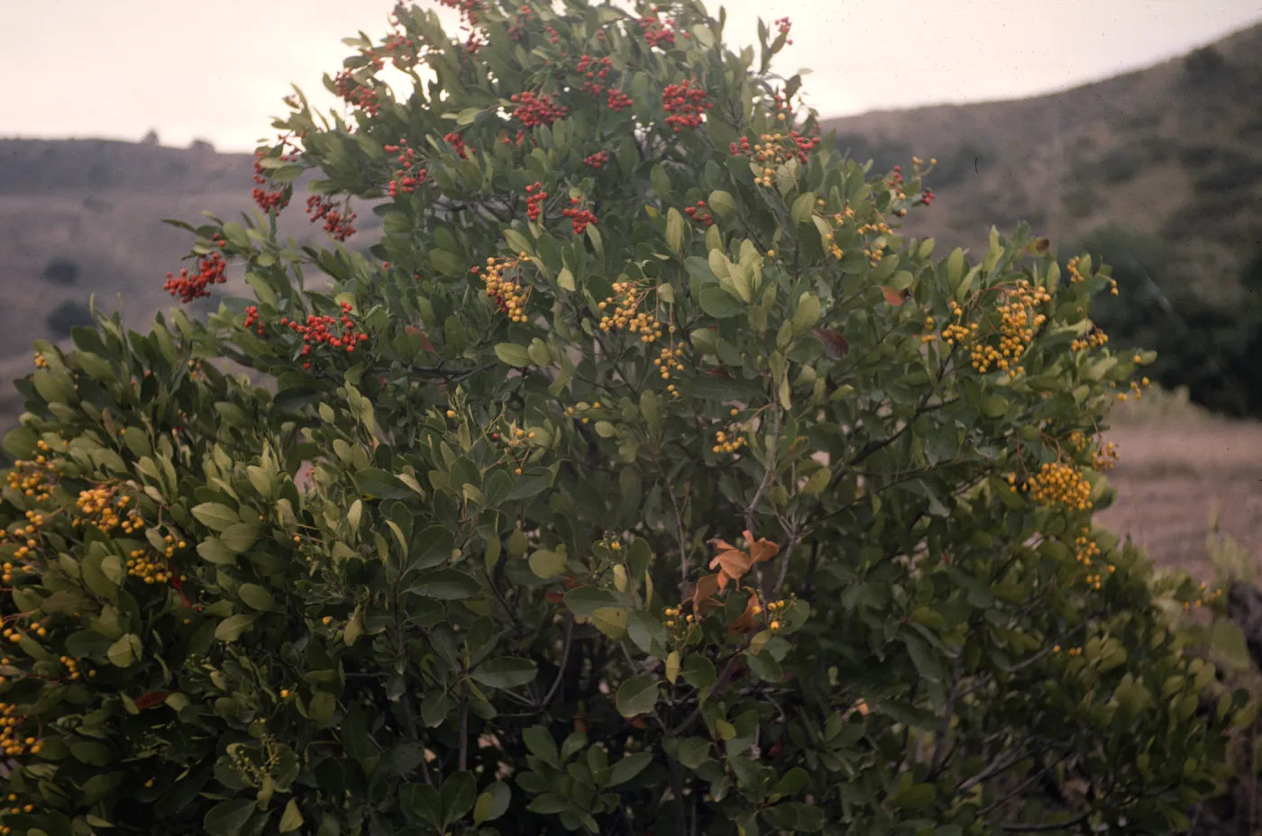Heteromeles arbutifolia in fruit, Santa Catalina Island