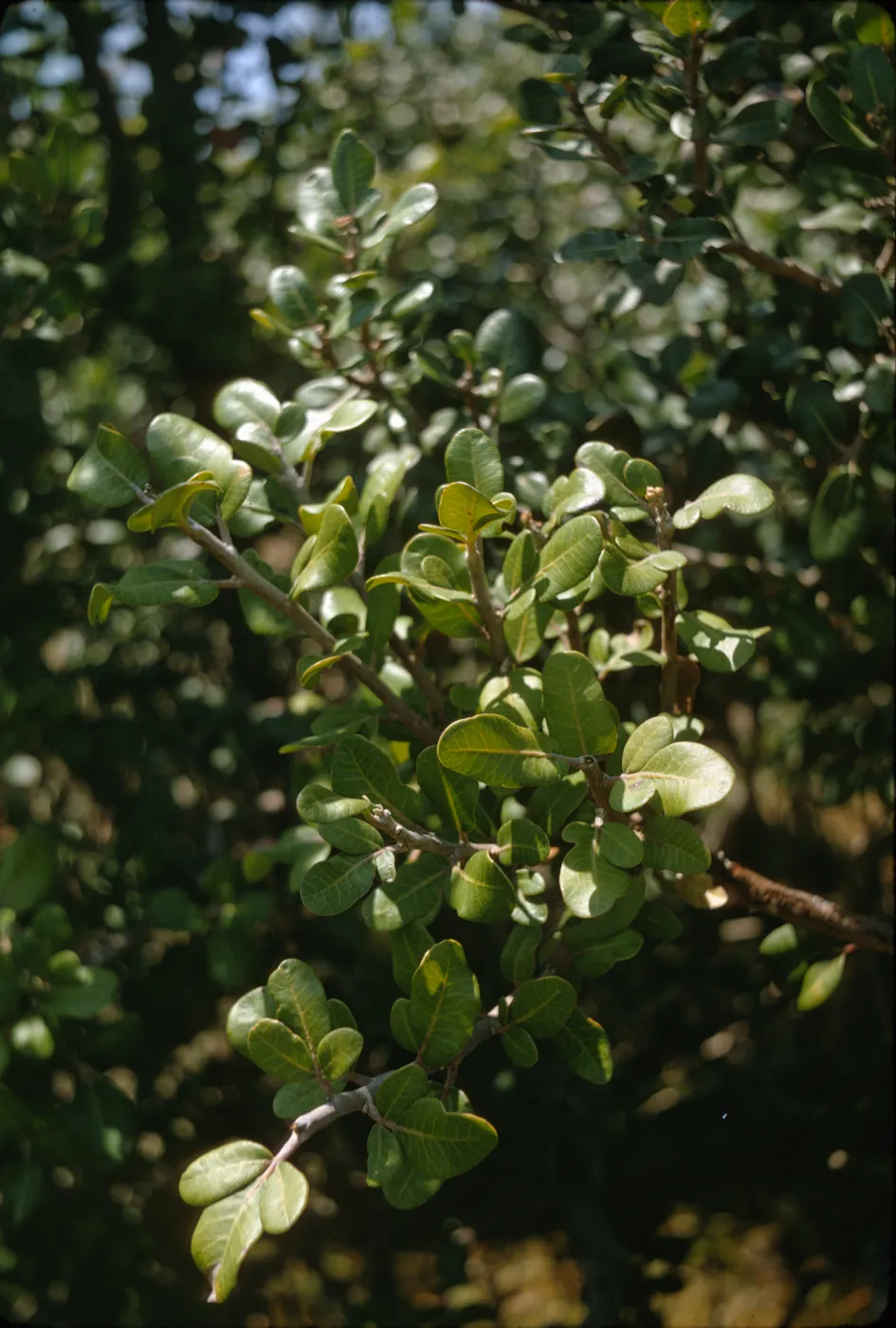 Santa Catalina Island, Rhus integrifolia trilobata