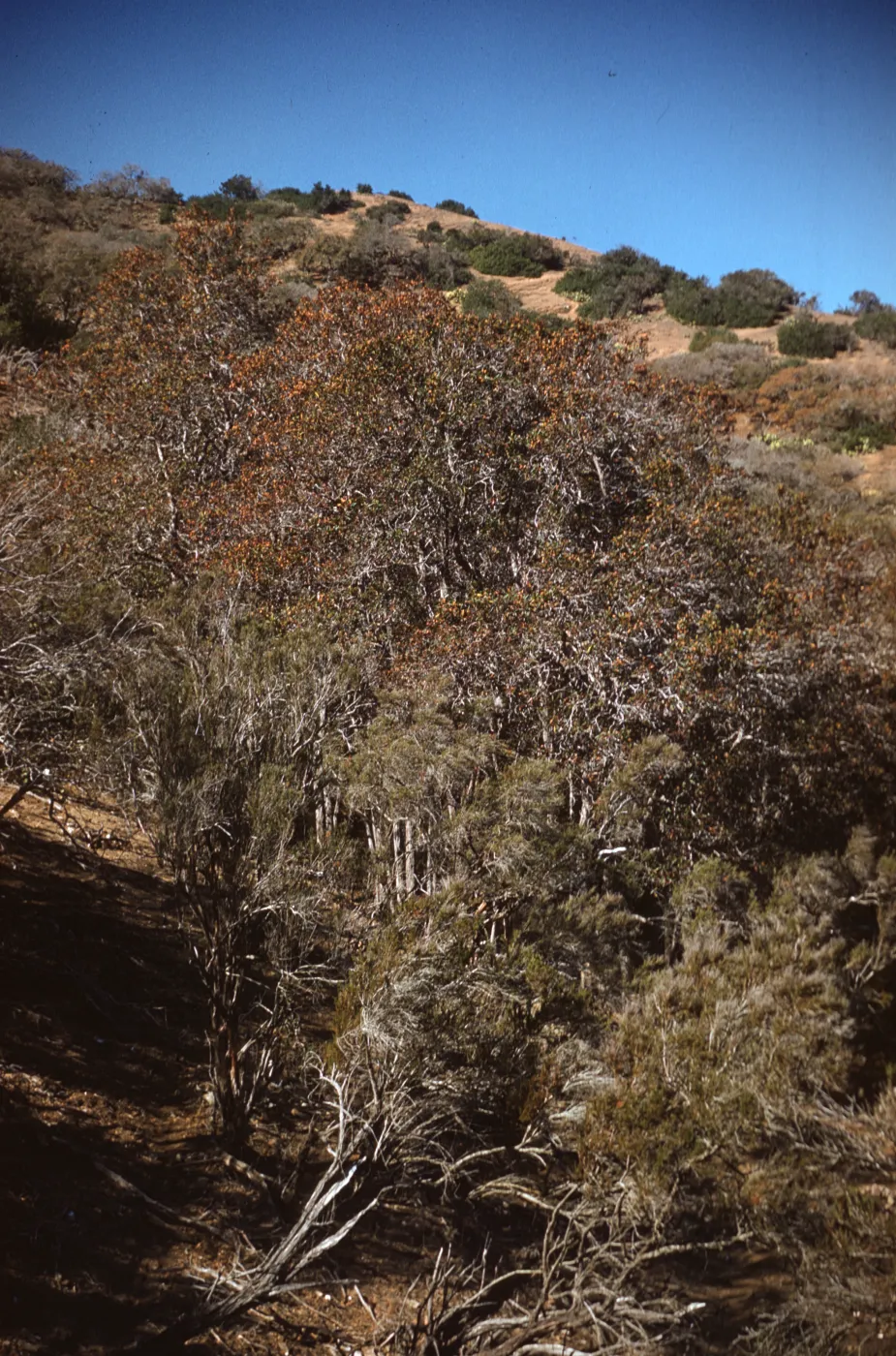 Ironwood Grove in Cherry Canyon on Santa Catalina Island