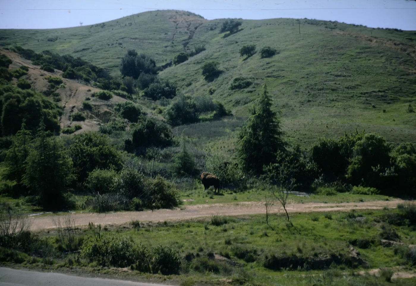 Buffalo on North Slope of Santa Catalina Island