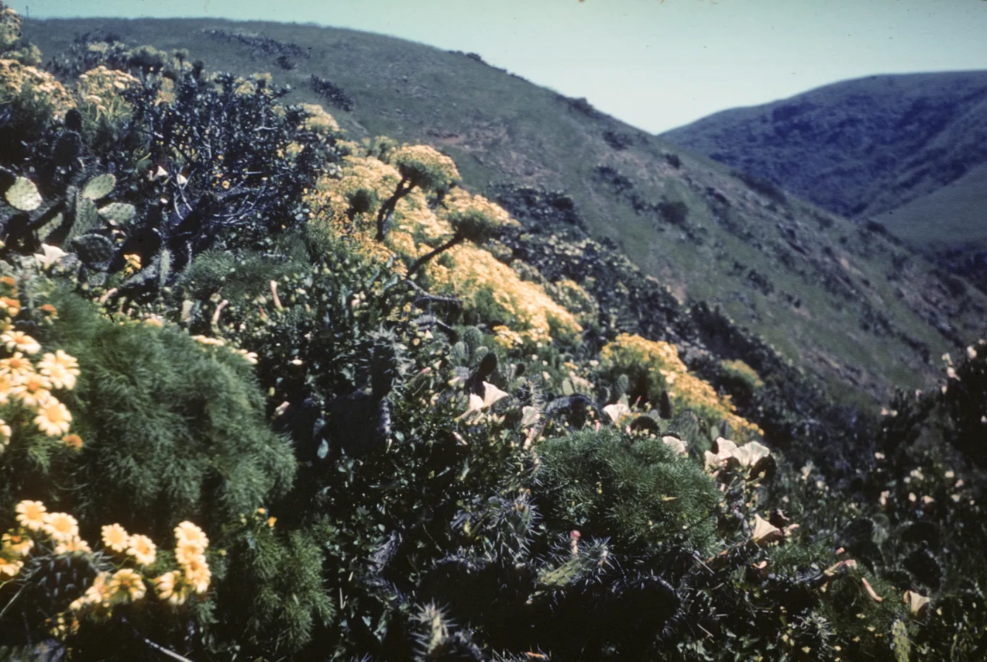 Coreopsis sp and Opuntia sp (Prickly-pear) on Santa Cruz Island