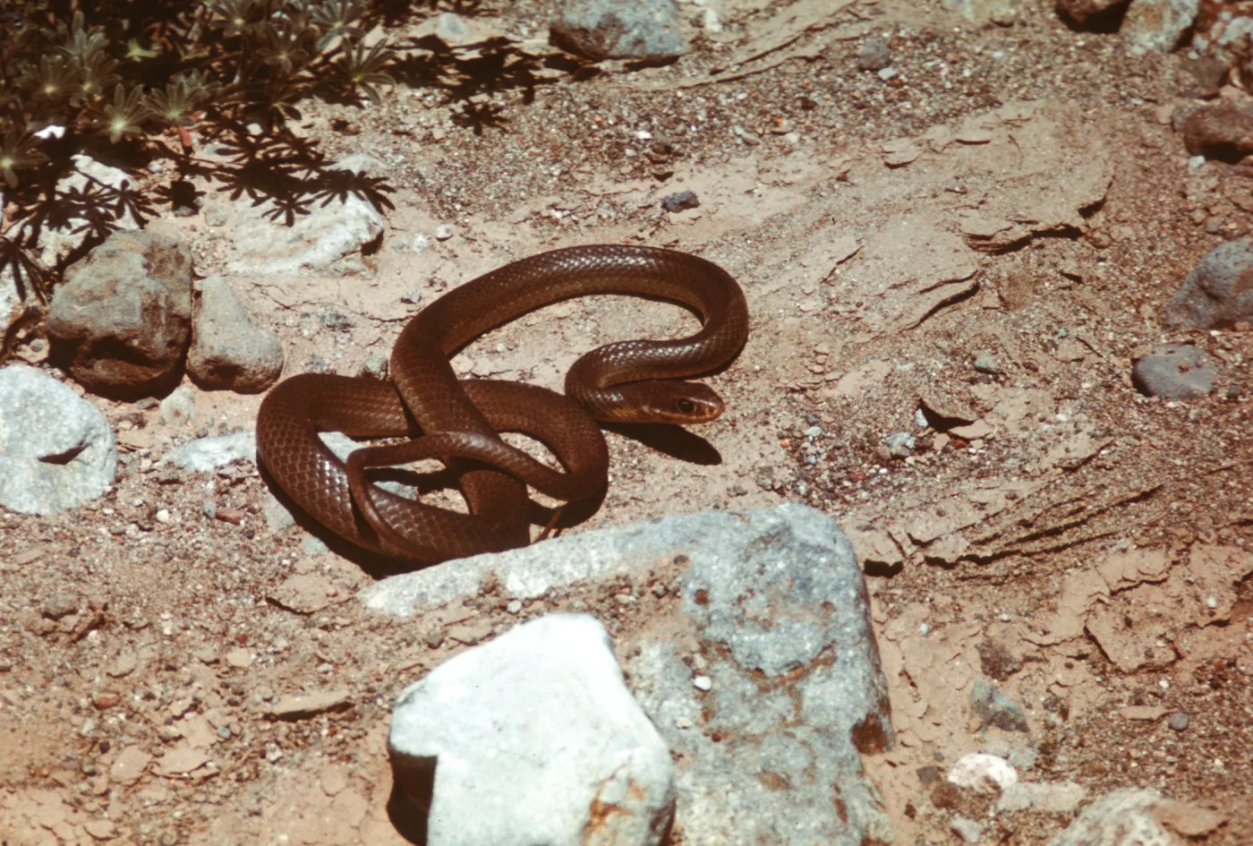 Coluber constrictor mormon, Western Yellow-bellied Racer