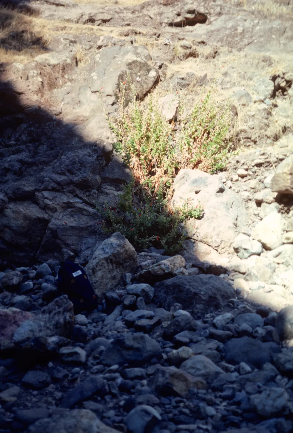 Marla Daily's Madia Location, Santa Cruz Island