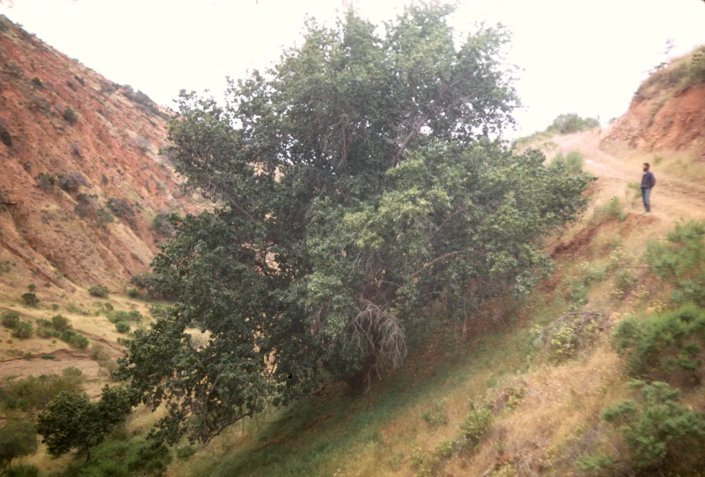 Prunus ilicifolia ssp. lyonii on Santa Cruz Island