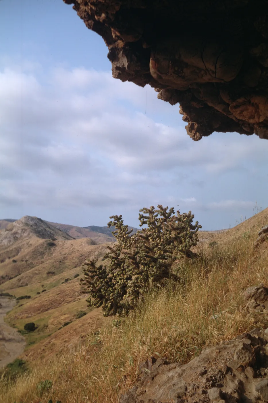 Opuntia prolifera at Mouth of Alamos Canyon on Santa Cruz Island