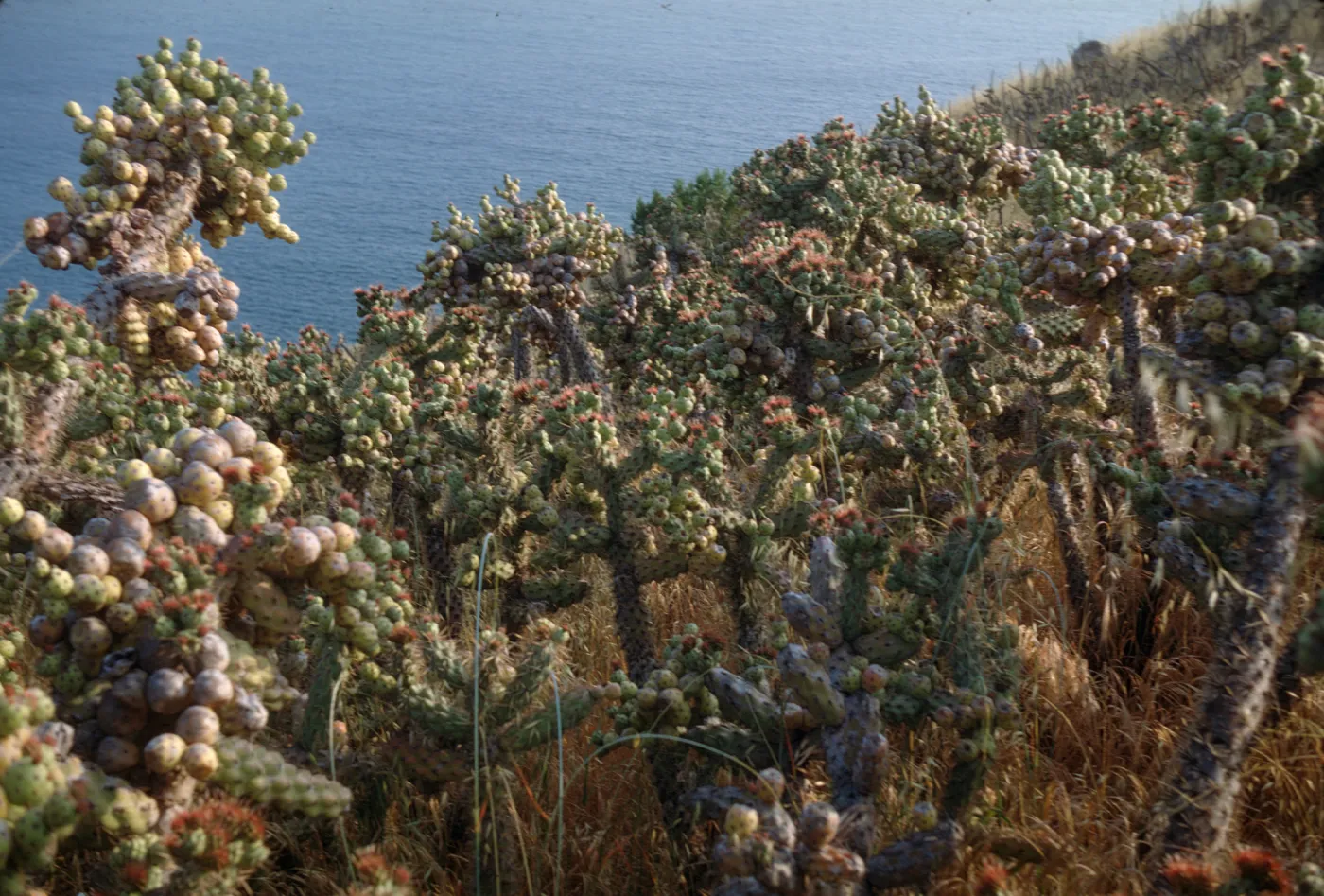 Opuntia prolifera on Santa Cruz Island 