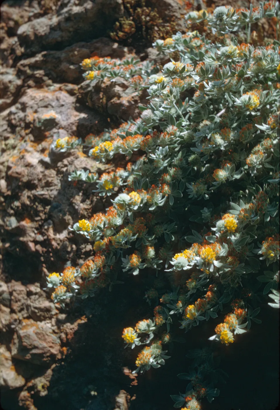 Lotus argophyllus on Santa Cruz Island
