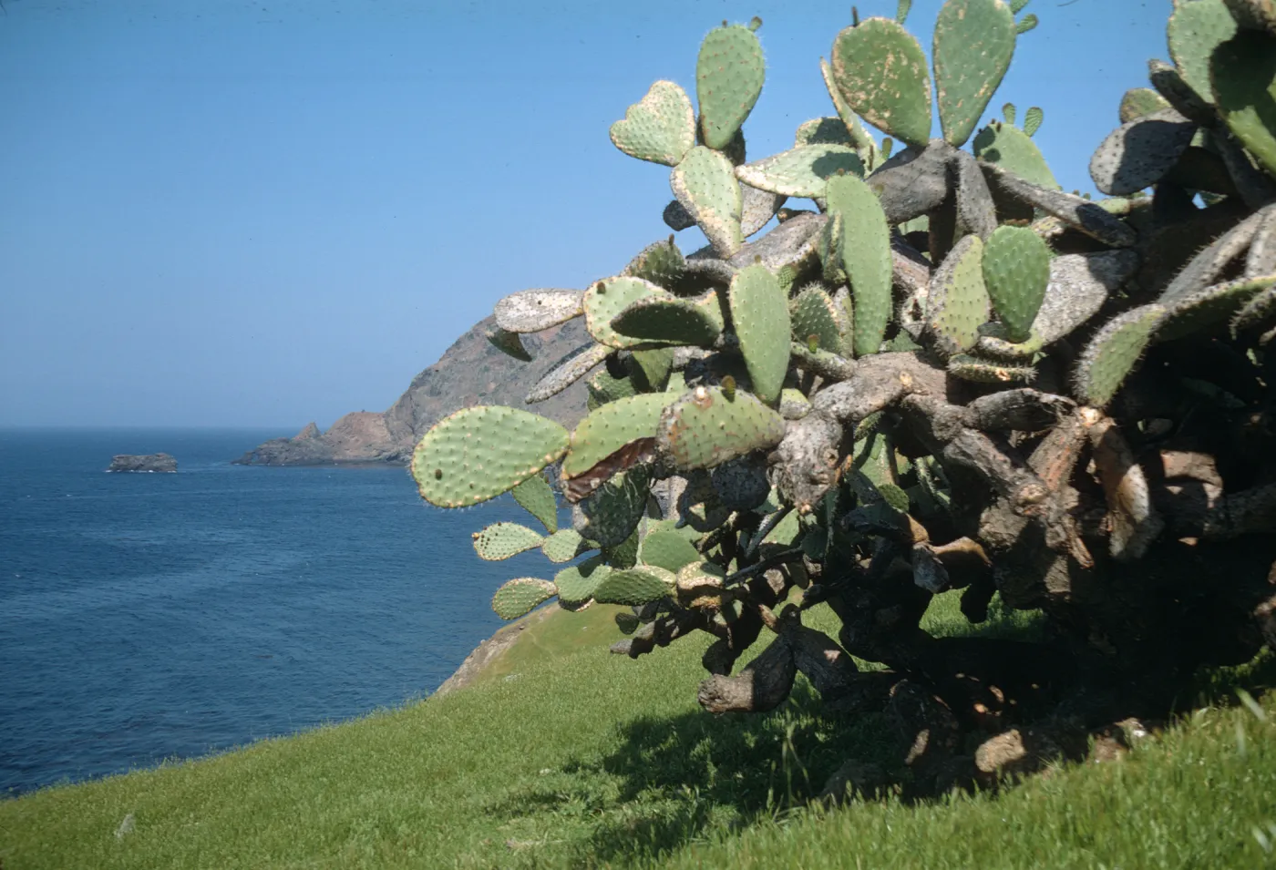 Opuntia (Prickly-pear) near Coastline on Santa Cruz Island