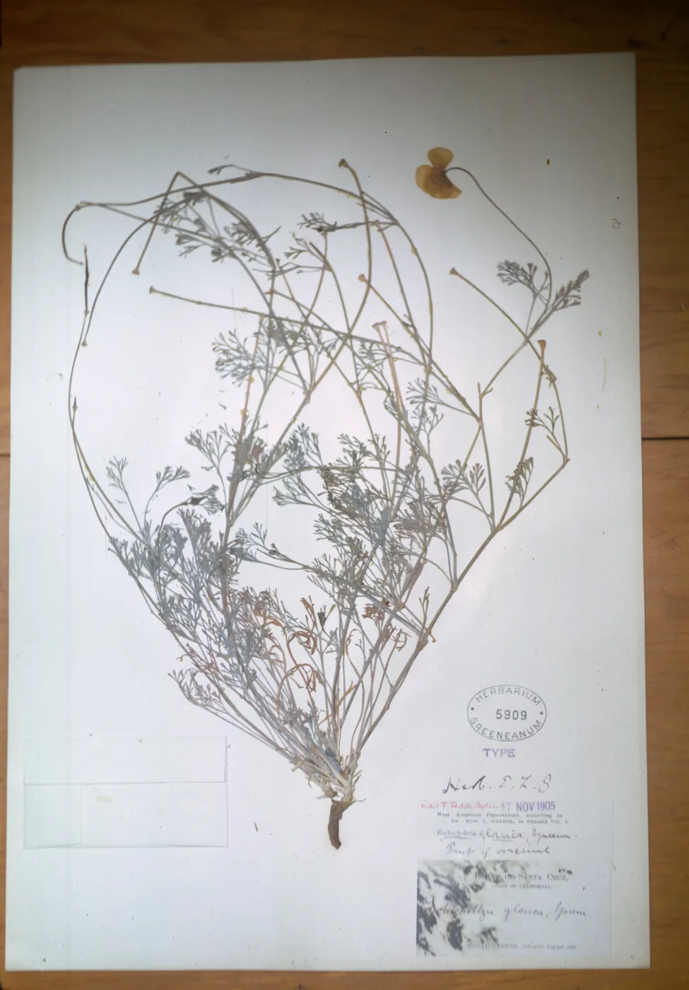 Herbarium Specimen of Eschscholzia glauca from Santa Cruz Island (California Poppy)