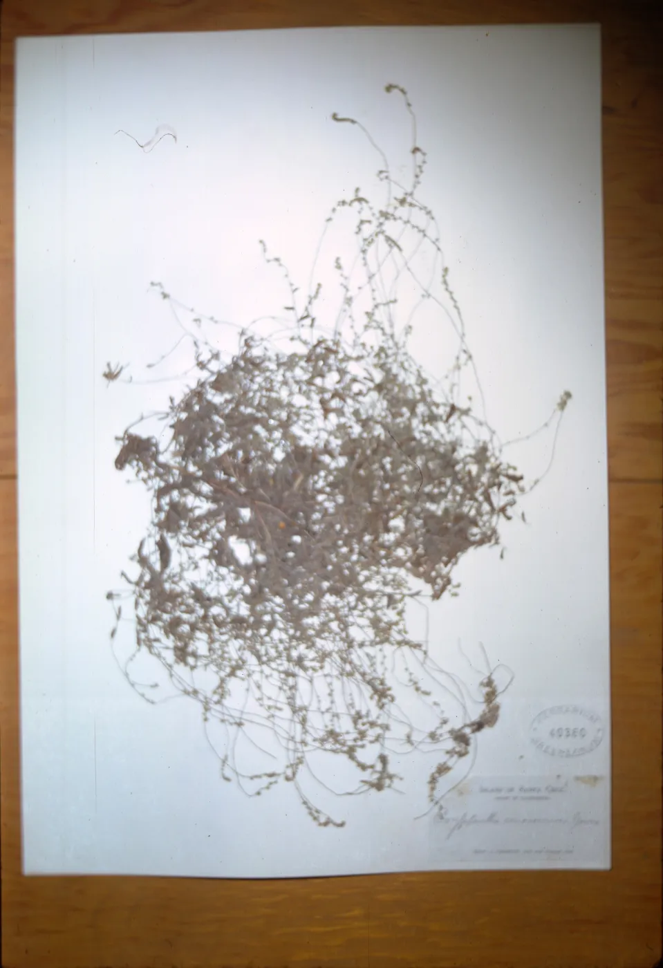 Herbarium Specimen of Cryptantha from Santa Cruz Island