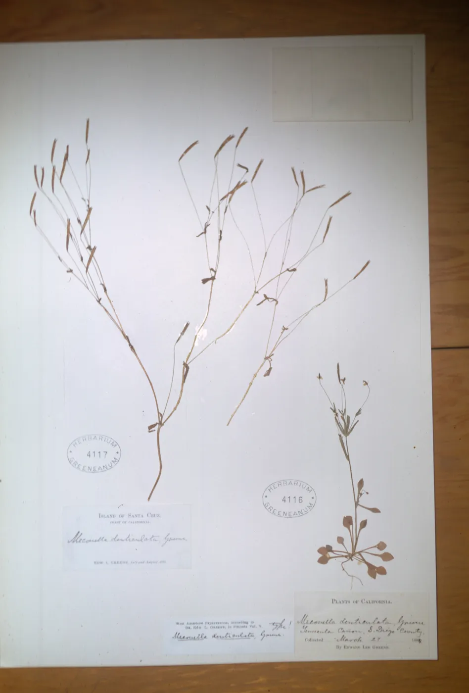 Herbarium Specimen of Meconella denticulata from Santa Cruz Island
