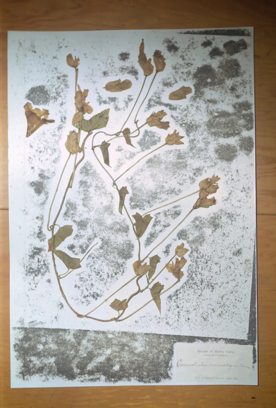 Herbarium Specimen of Calystegia macrostegia ssp. macrostegia from Santa Cruz Island