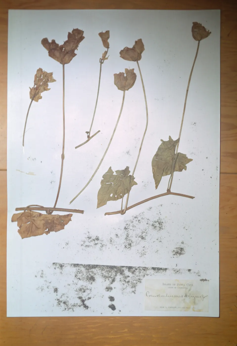 Herbarium Specimen of Calystegia from Santa Cruz Island