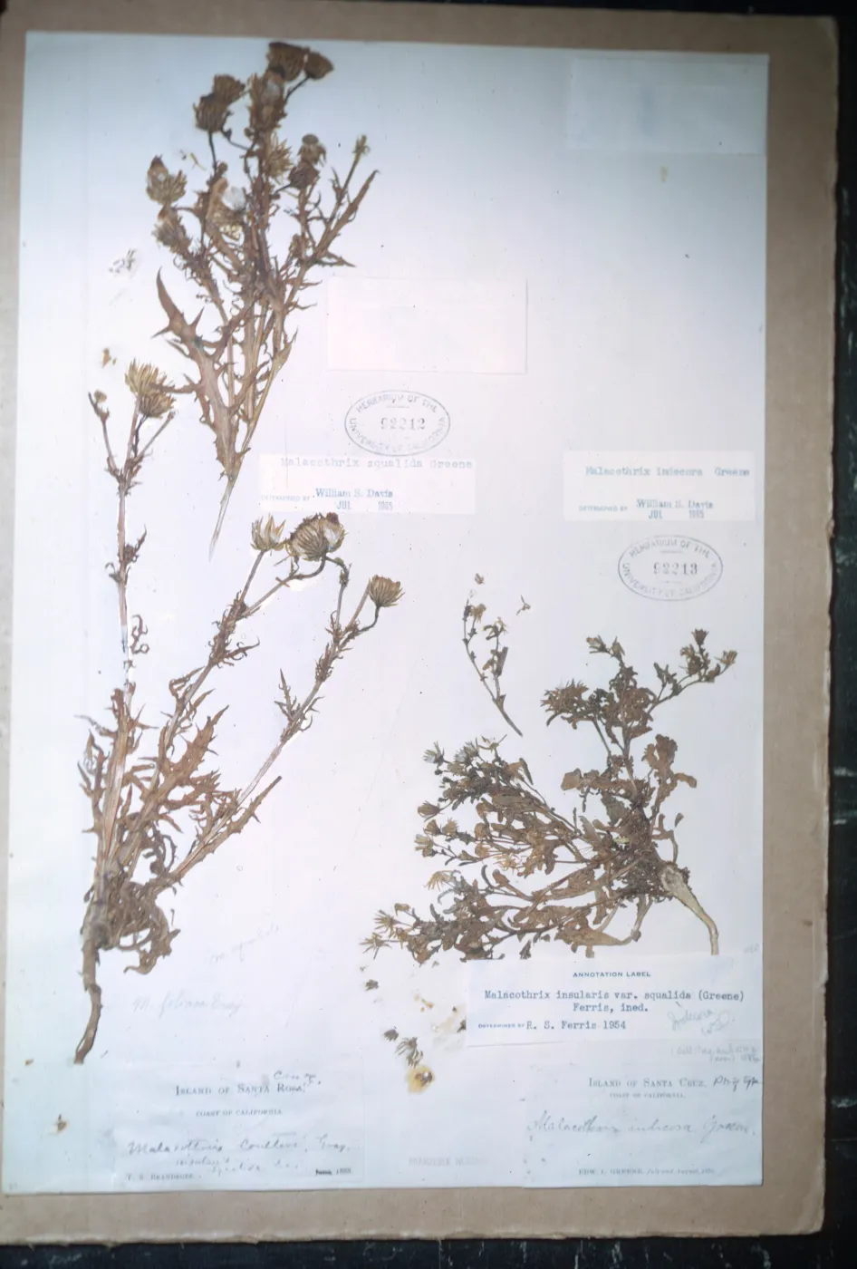 Herbarium Specimen of Malacothrix squalida and Malacothrix indecora from Santa Cruz Island