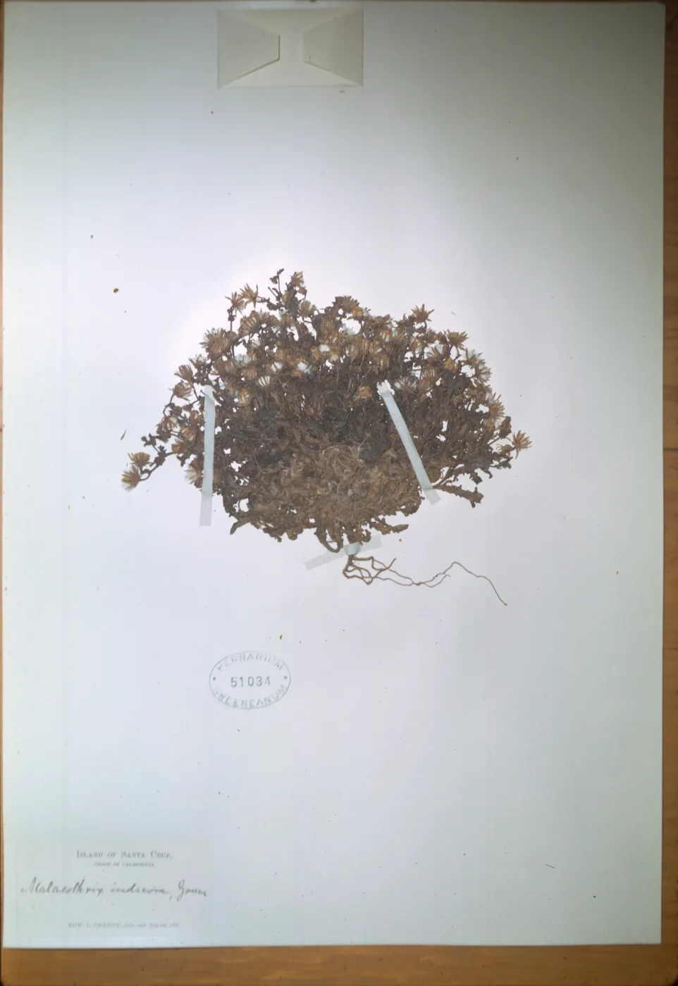 Herbarium Specimen of Malacothrix indecora from Santa Cruz Island