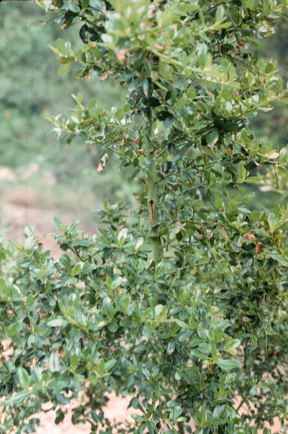Ceanothus aff. thyrsiflorus, growing in SBBG Island Section