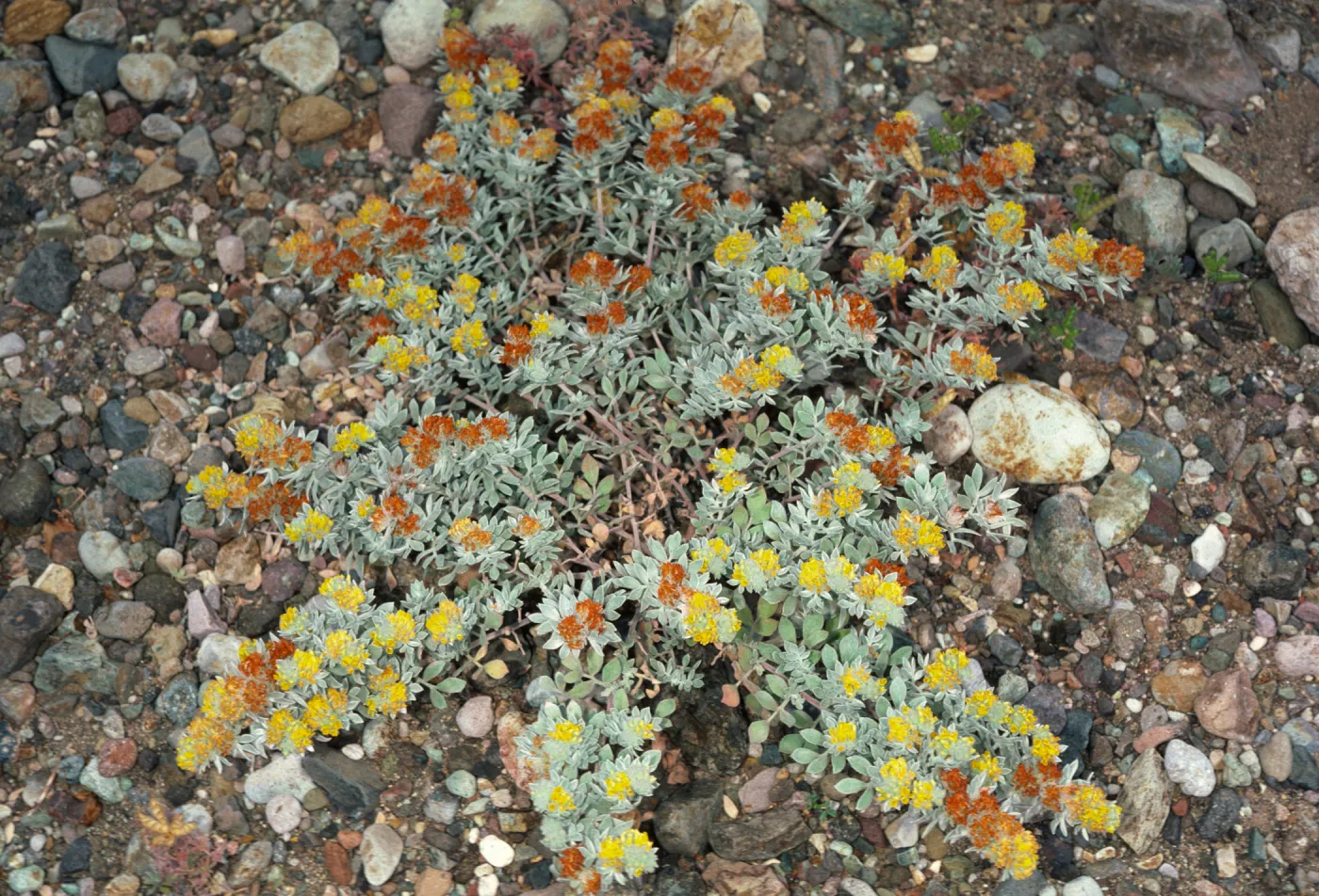 Lotus argophyllus var. niveus on Santa Cruz Island