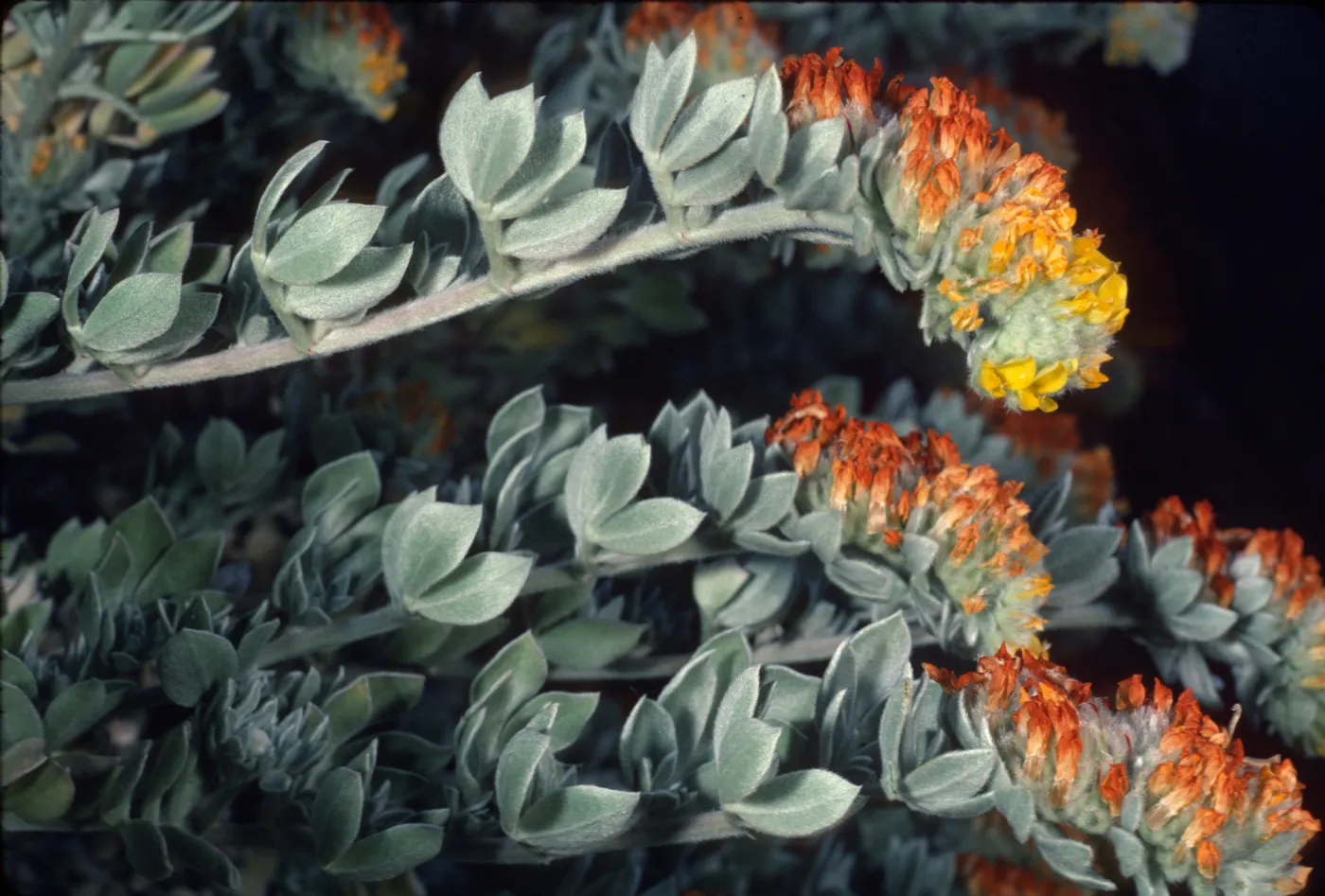 Lotus argophyllus var. niveus on Santa Cruz Island