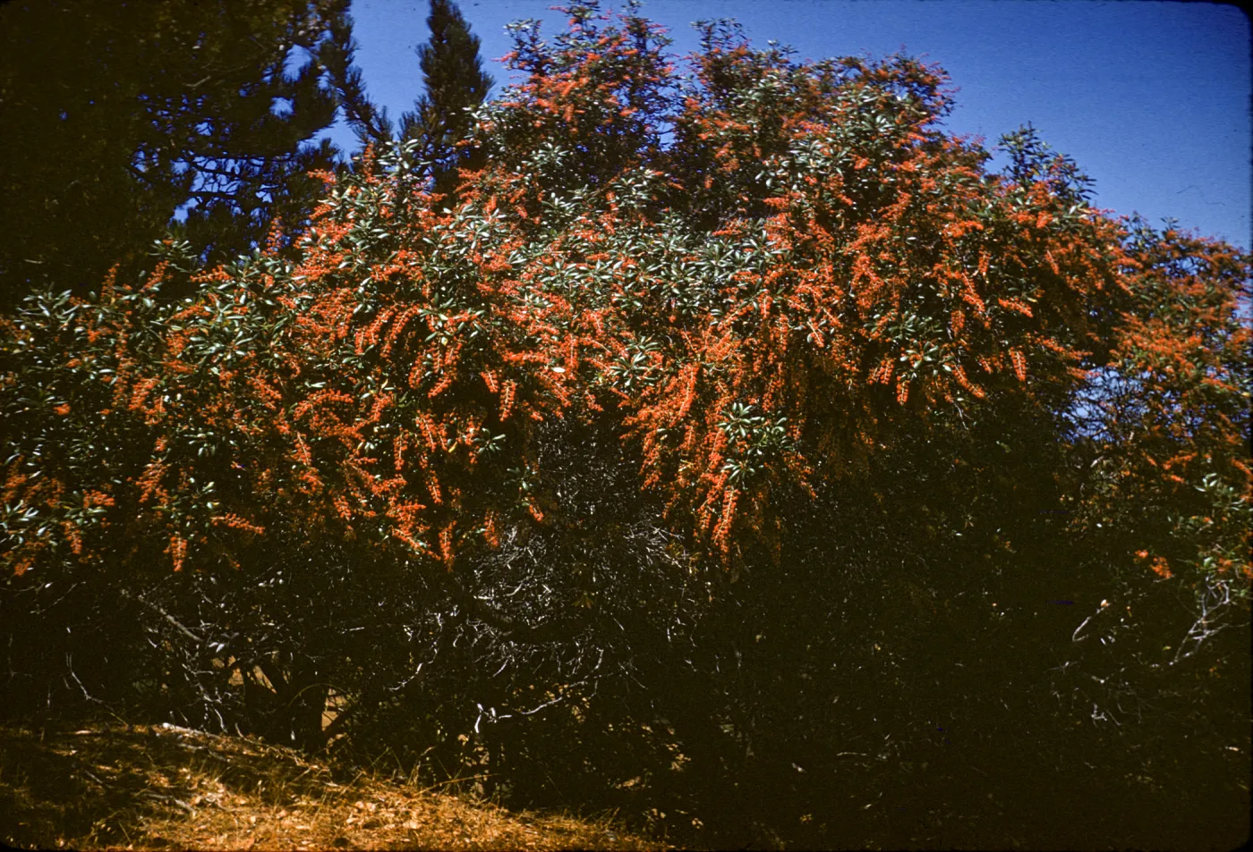 Comarostaphylis diversifolia ssp. planifolia, Santa Cruz Island