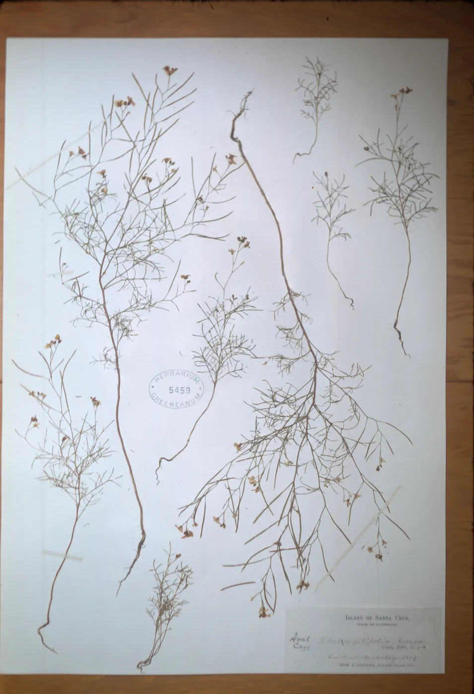 herbarium specimen of Sibara filifolia from Santa Cruz Island