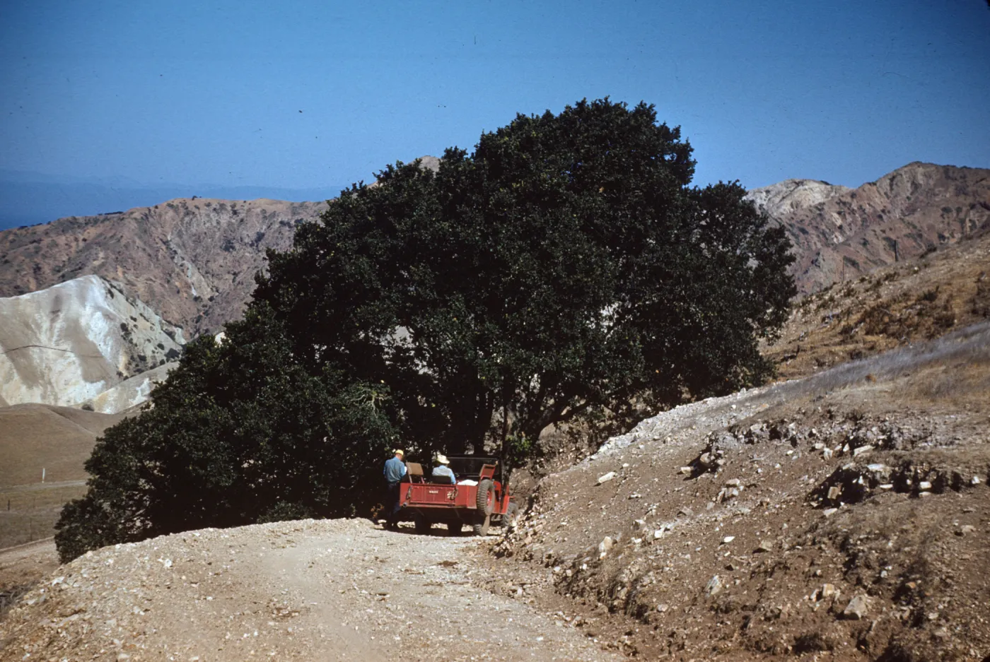 Quercus tomentella, Santa Cruz Island