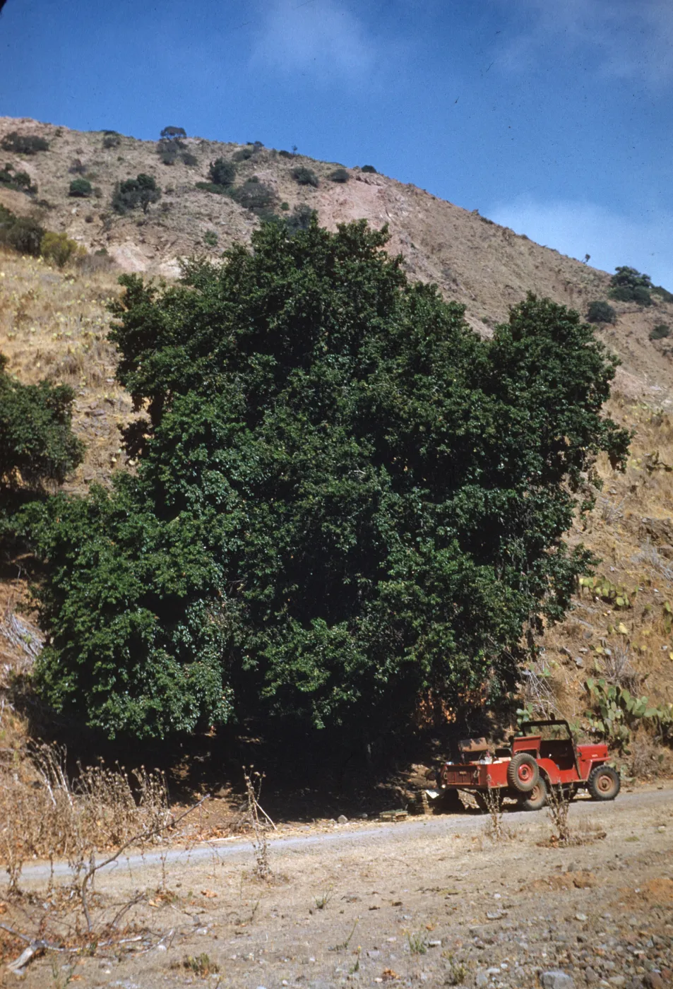 Prunus lyonii, Santa Cruz Island