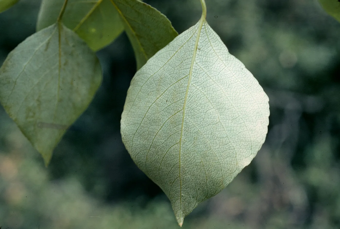 Populus leaves, Santa Cruz Island