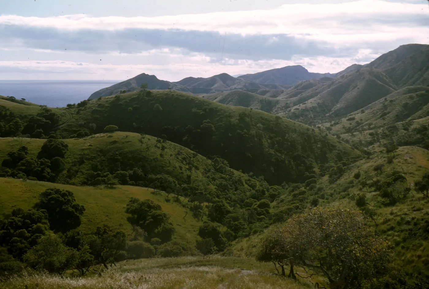 Alameda de los Coches Prietos, Santa Cruz Island