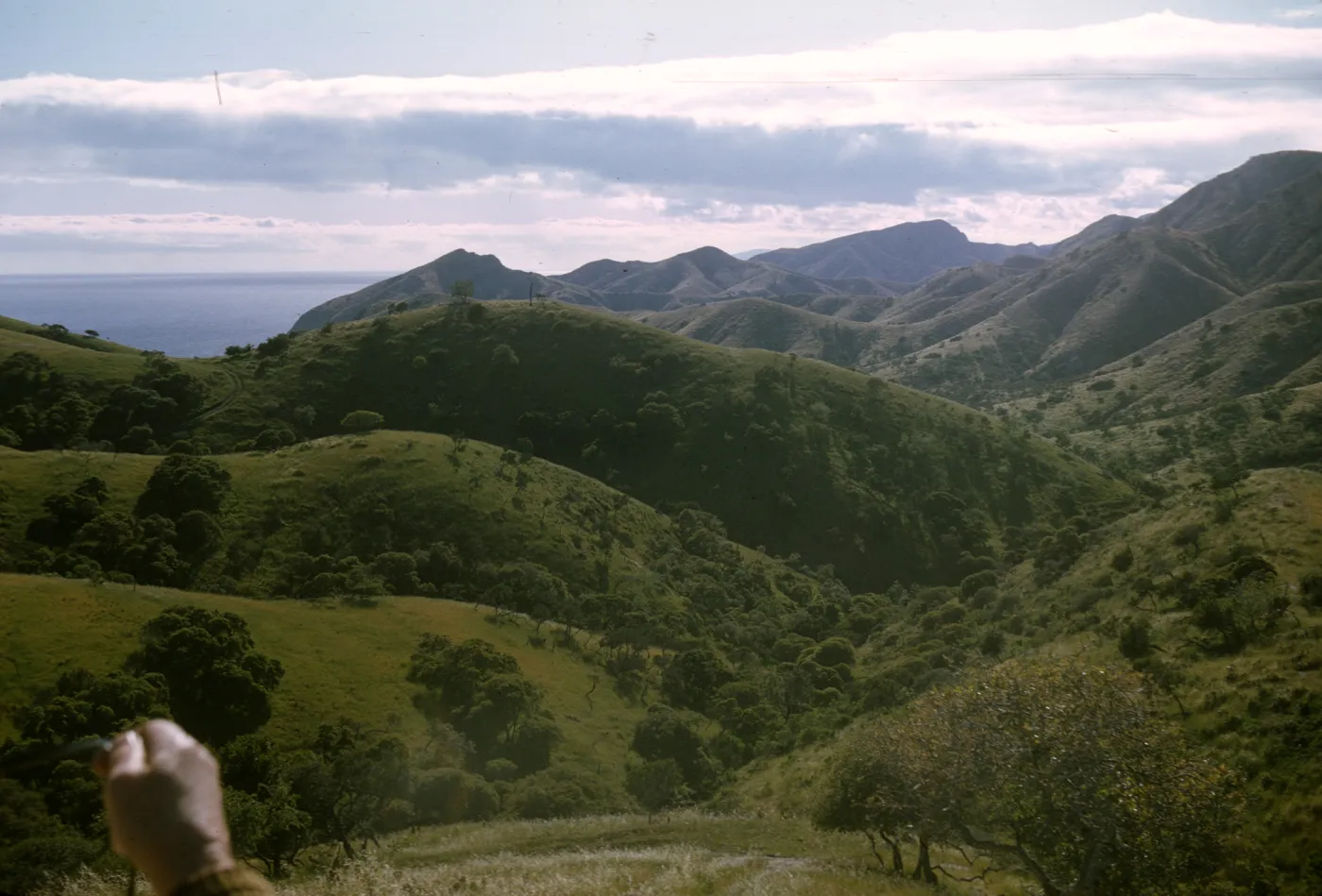 Alameda de los Coches Prietos, Santa Cruz Island