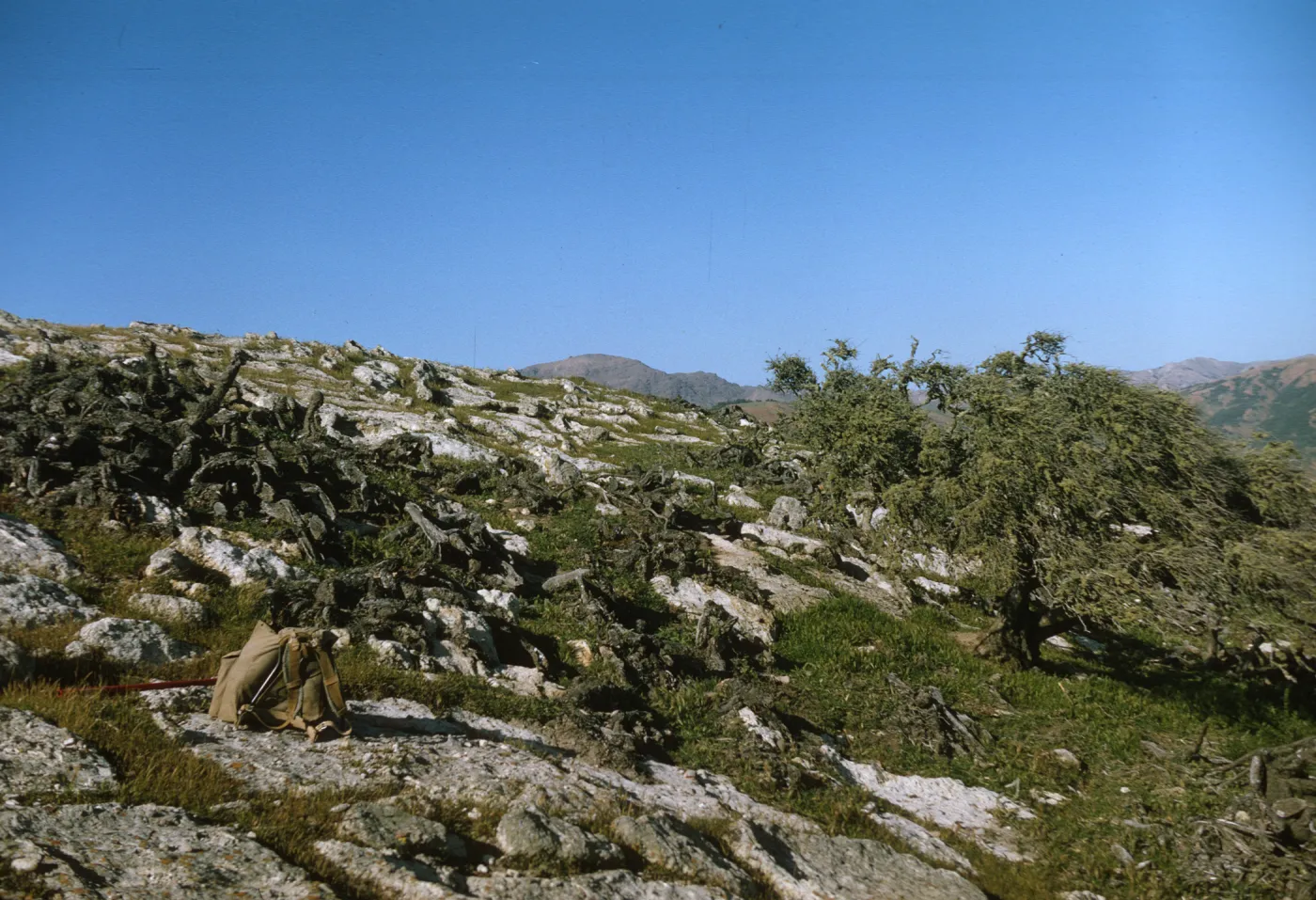 dead Opuntia littoralis, Santa Cruz Island