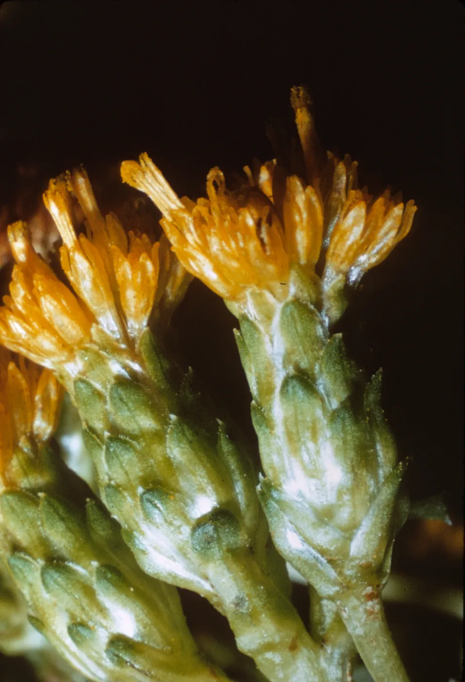 Santa Cruz Island; Haplopappus venetus sedoides