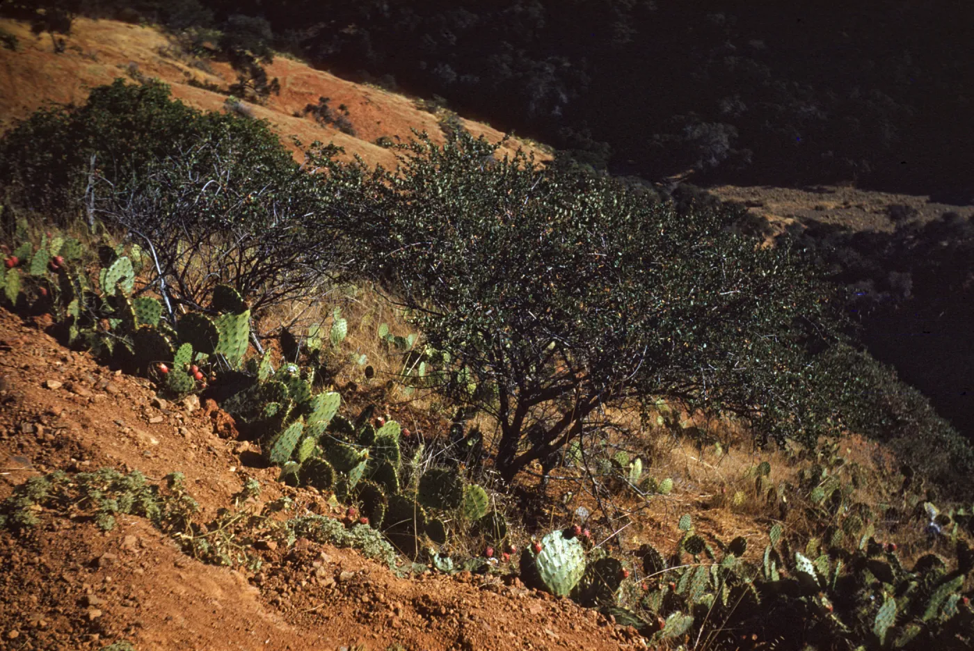 Ceanothus (California Lilac) at Ridge Road on Santa Cruz Island