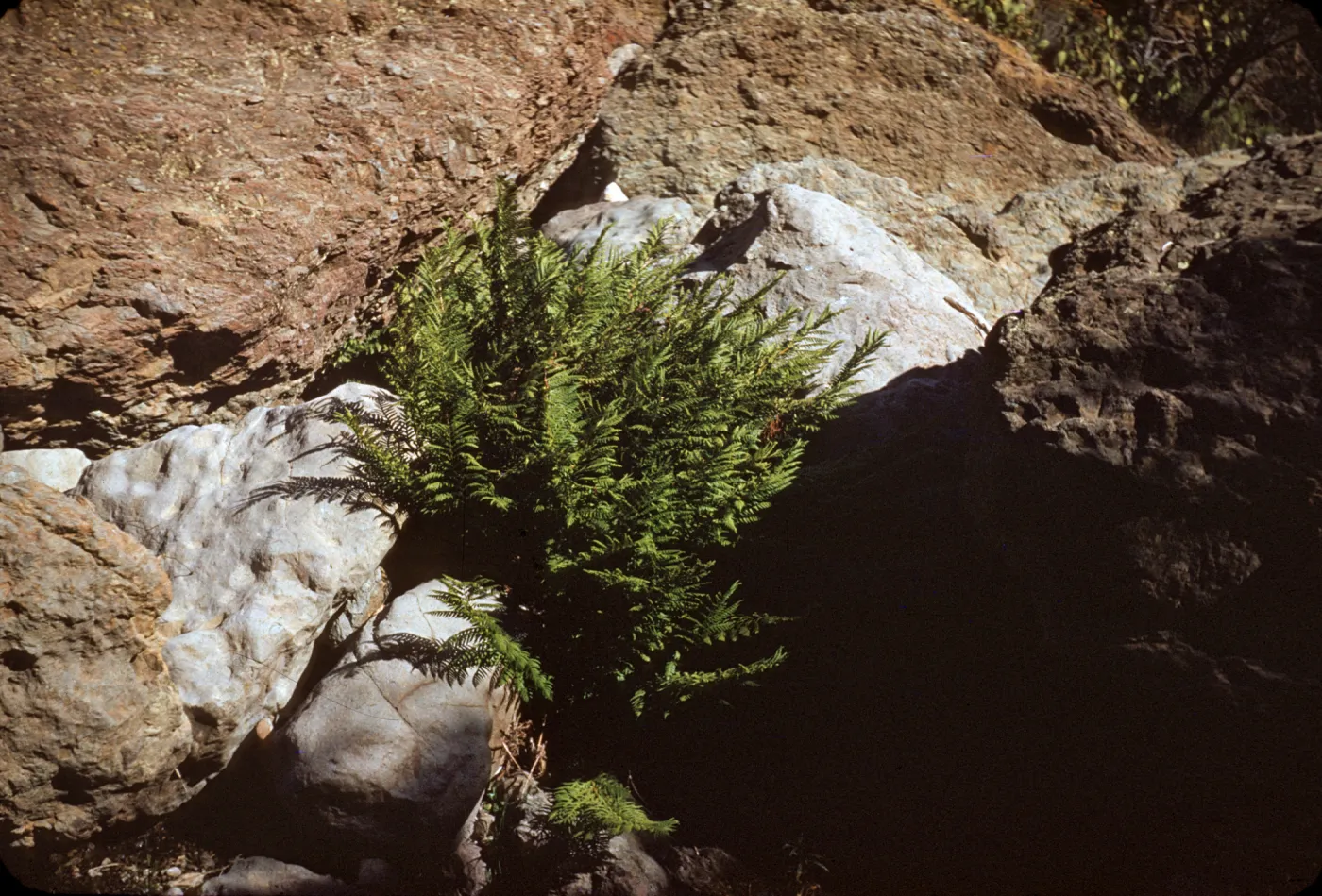 Woodwardia fimbriata on Santa Cruz Island