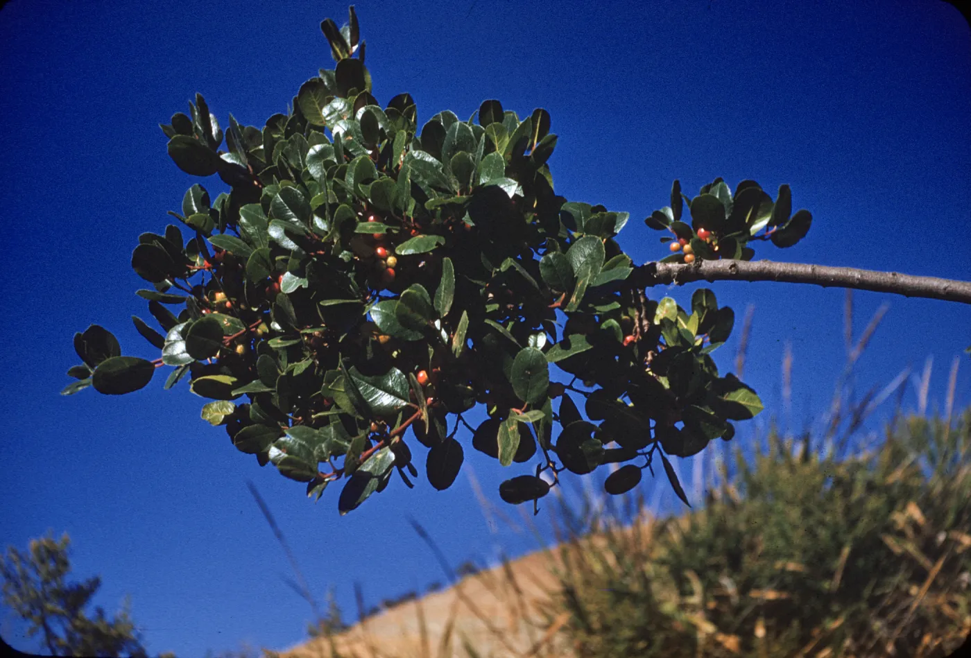 Island Coffee Berry, Willows Canyon, Santa Cruz Island