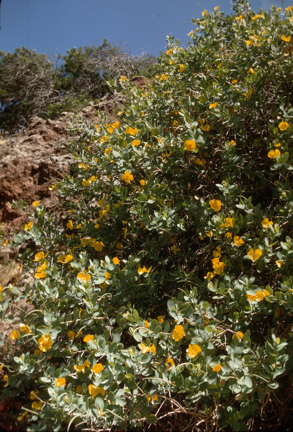 Dendromecon rigida, Santa Cruz Island