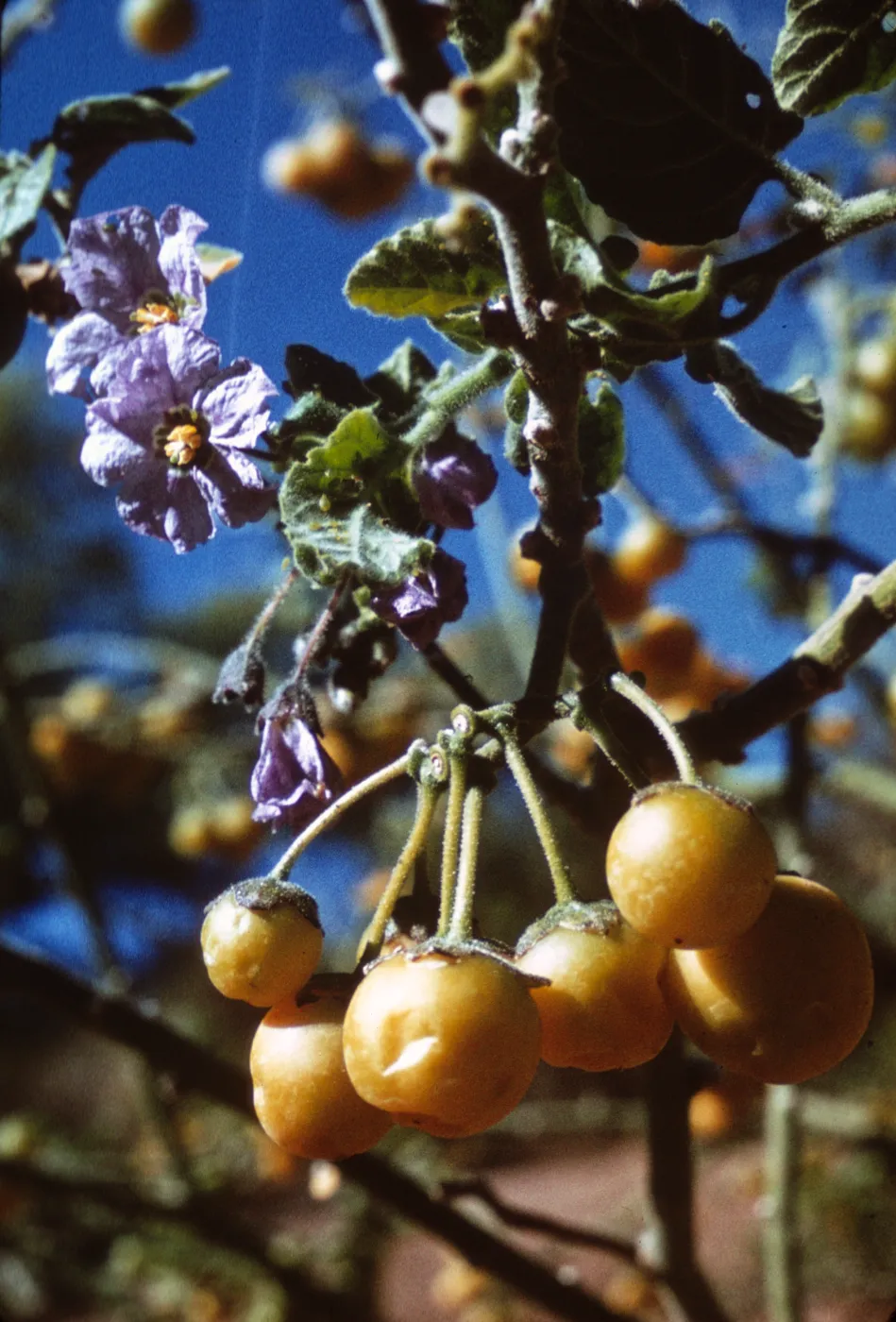 Solanum clokeyi