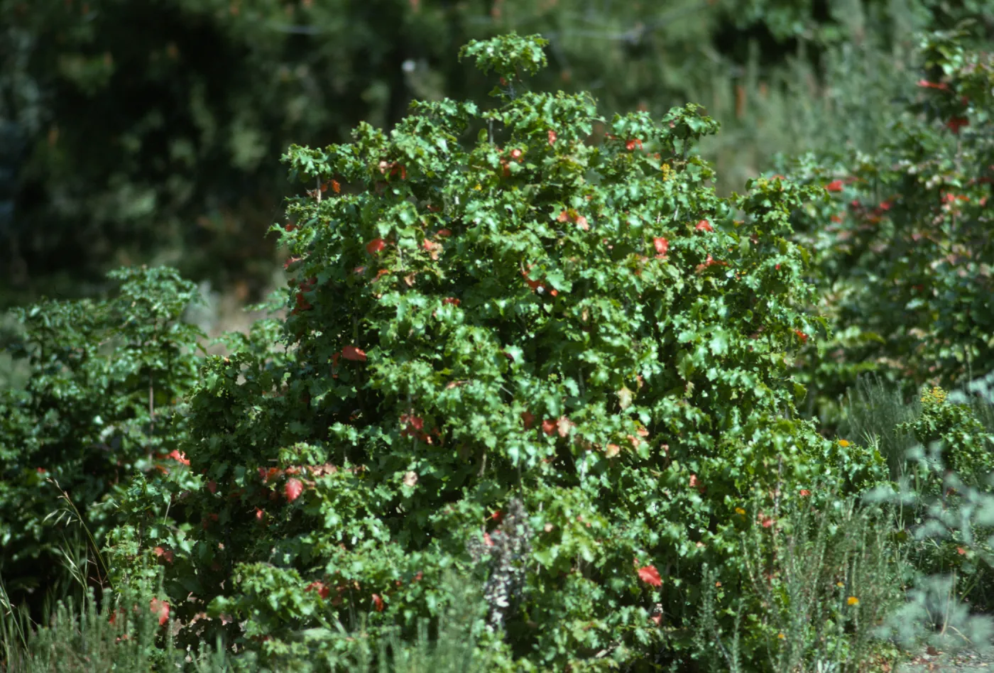Island barberry, Santa Cruz Island