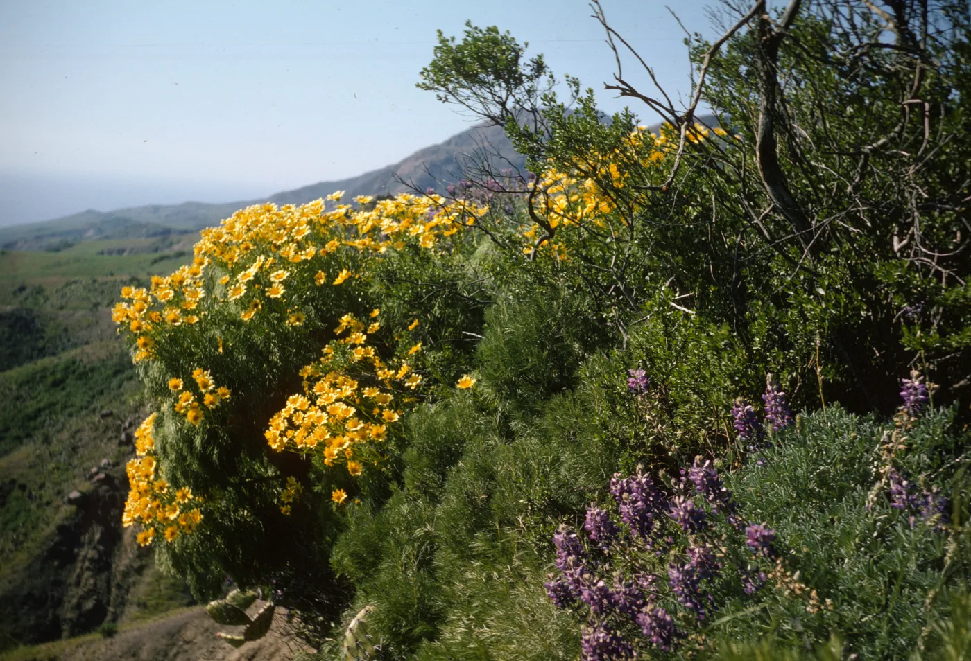 Sant Cruz Island
