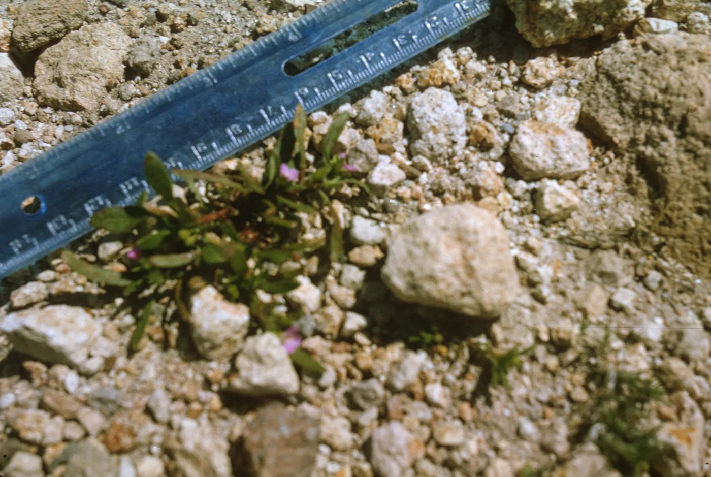 Santa Cruz Island, Calandrinia