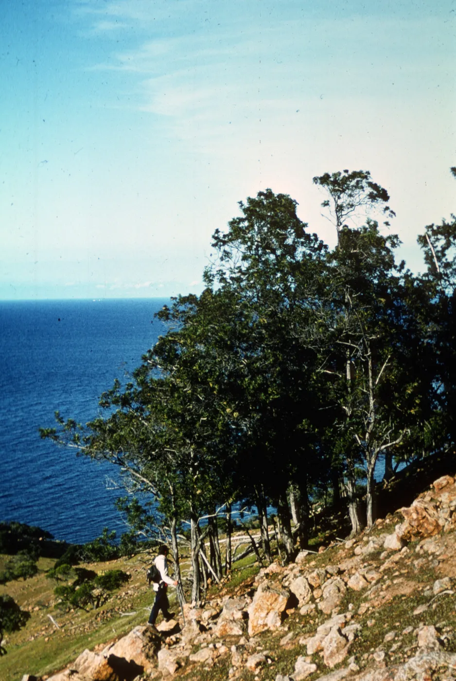 Santa Cruz Island, Santa Cruz Island Ironwood
