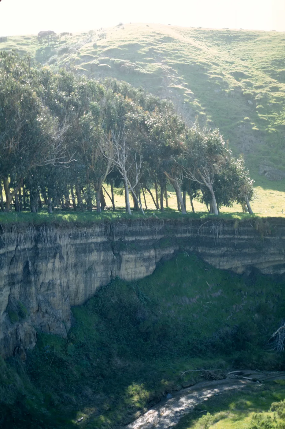Santa Cruz Island