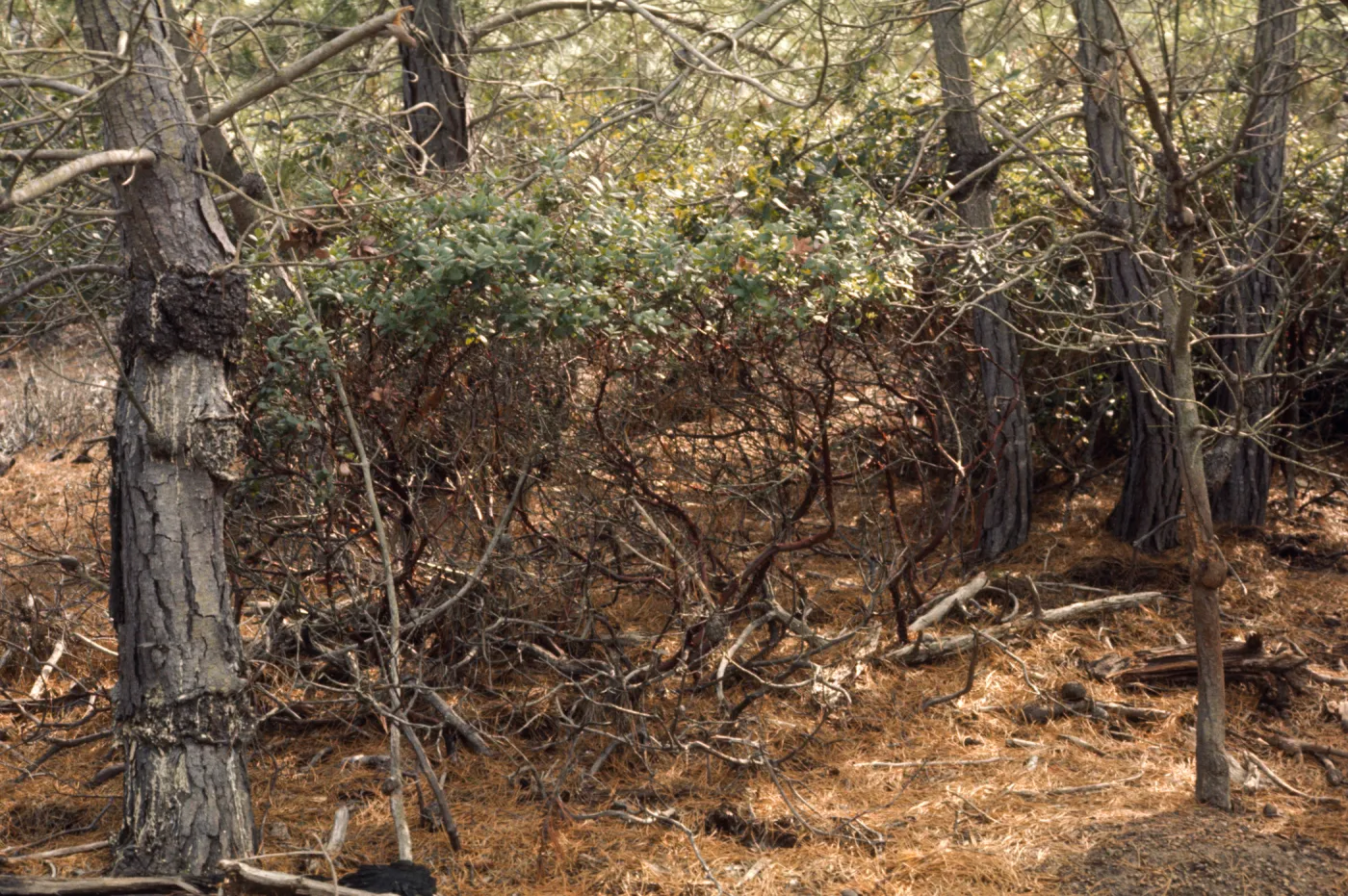 Santa Cruz Island
