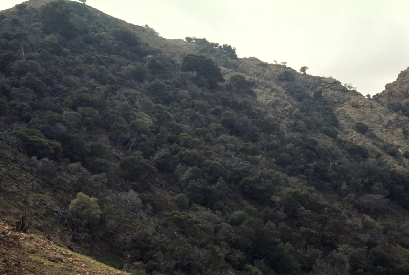 Santa Cruz Island
