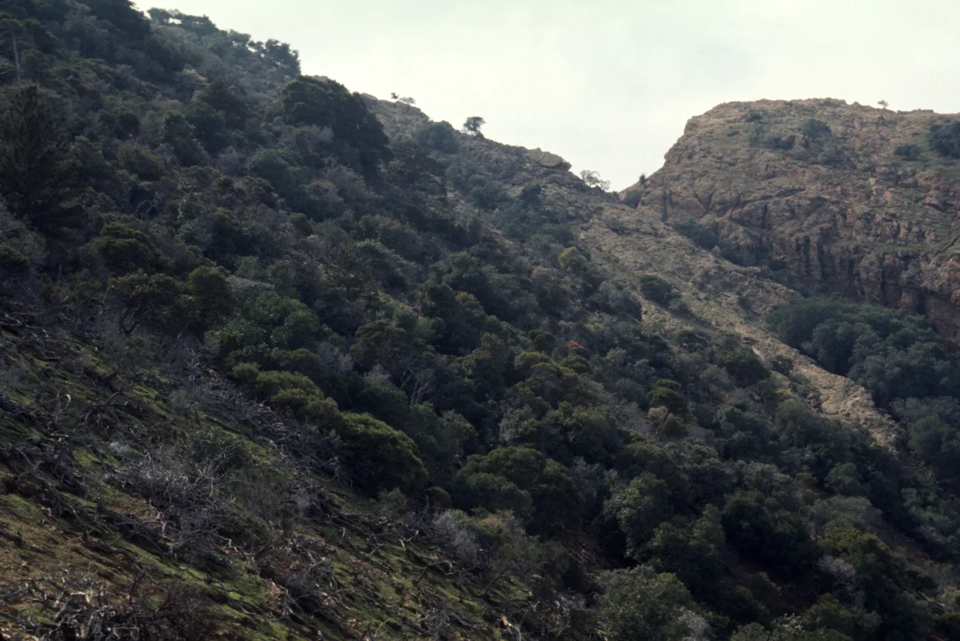 Santa Cruz Island