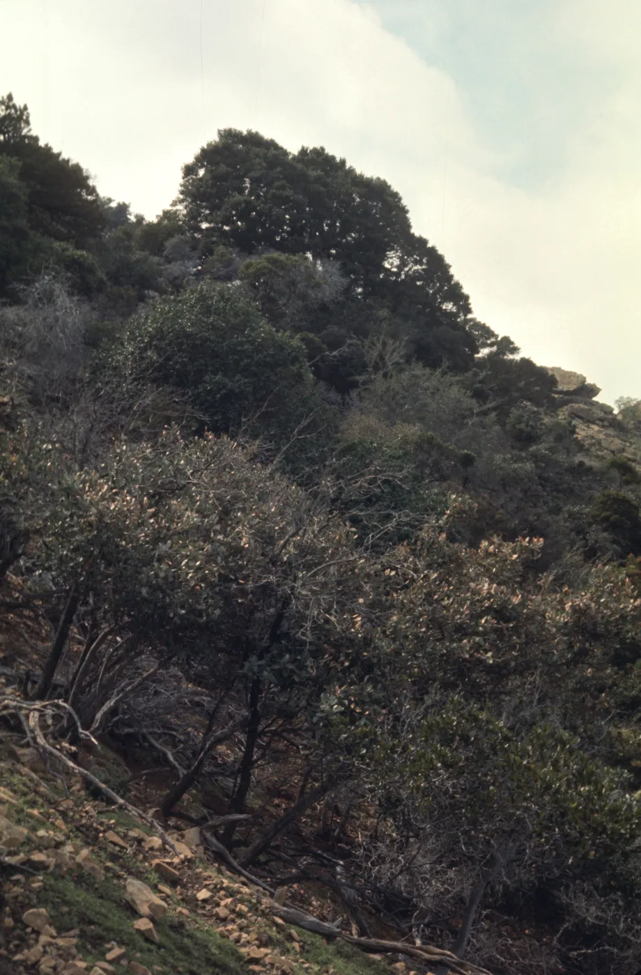 Santa Cruz Island