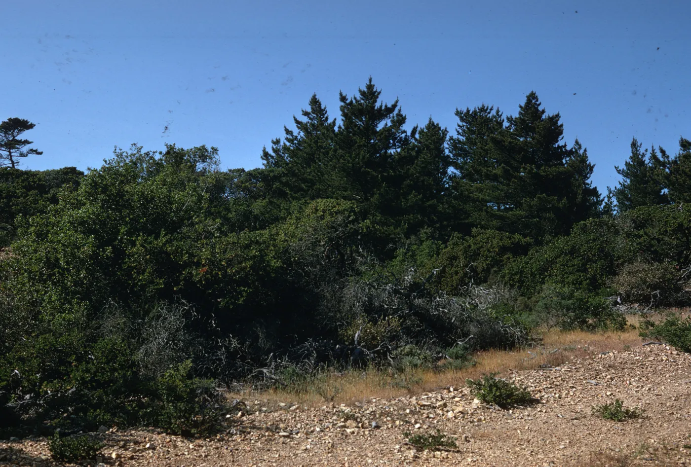 Santa Cruz Island