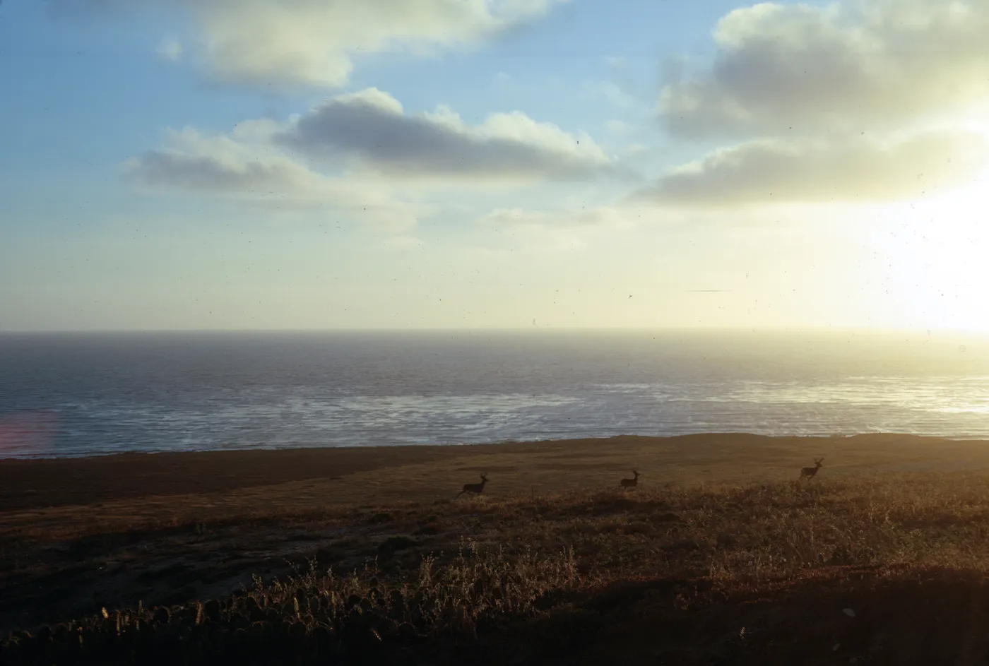 deer on San Clemente Island