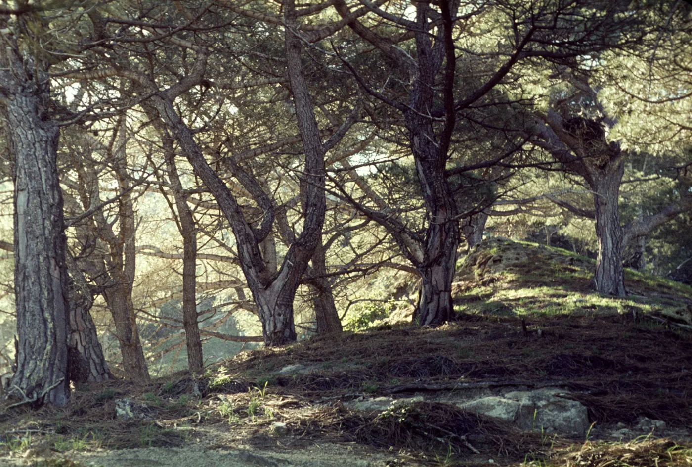 Pinus torreyana, Santa Rosa Island